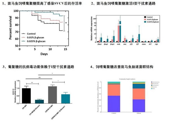 酵母β-葡聚糖对斑马鱼抗鲤春病毒血症病毒抗病毒性的影响及机制-正文.jpg