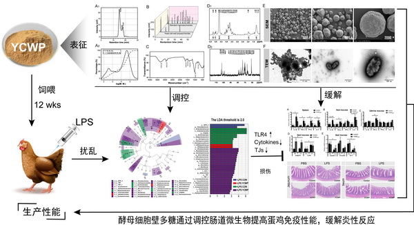 研究揭示酵母细胞壁多糖调控蛋鸡先天免疫和抗炎性应激作用机制-正文.jpg