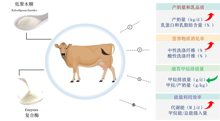 低聚木糖-所网正文.png