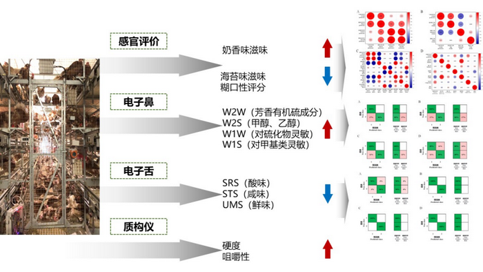 鸡蛋蛋黄风味-所网.png