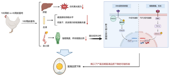 鸡蛋蛋清品质-所网正文.png