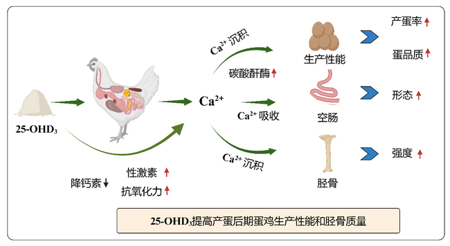 骨化二醇-所网正文.png