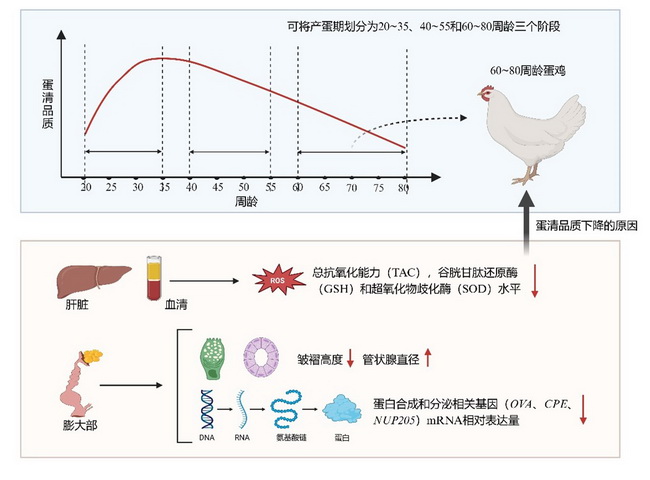 蛋清品质 -所网.jpg