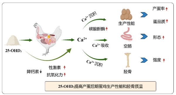 骨化二醇-所网.png