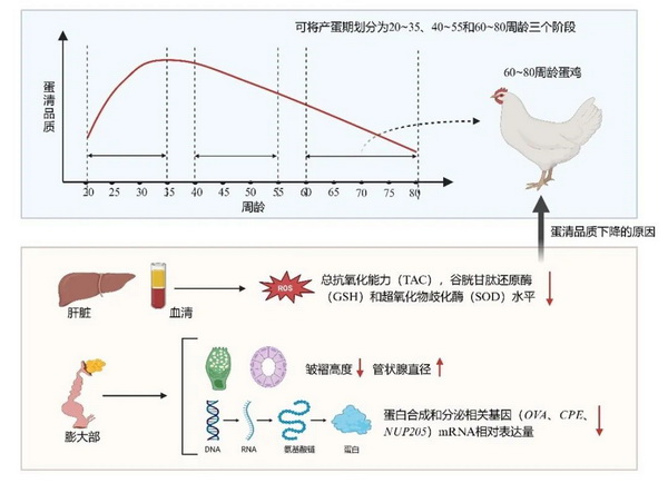 蛋清品质-所网.jpg