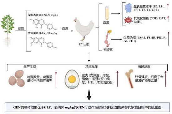 植物黄酮-所网.jpg