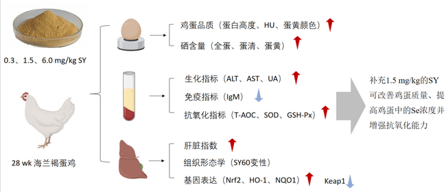 酵母硒-所网.png