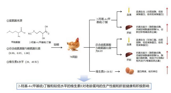 蛋氨酸和维生素E-所网.jpg