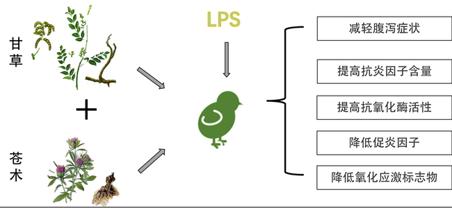 甘草和苍术提取物-所网.png