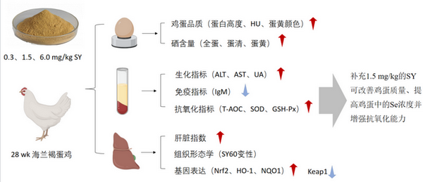 酵母硒-所网.png