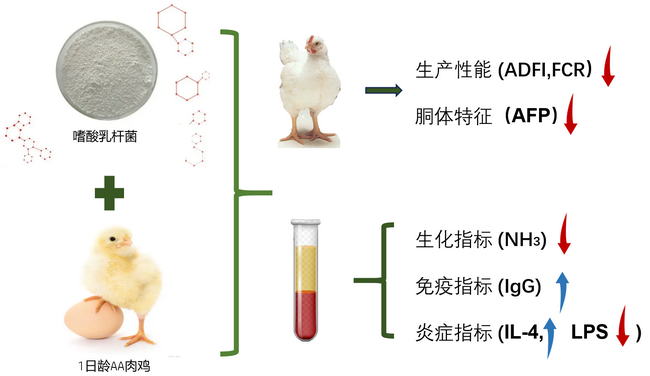 嗜酸乳杆菌-所网正文.png
